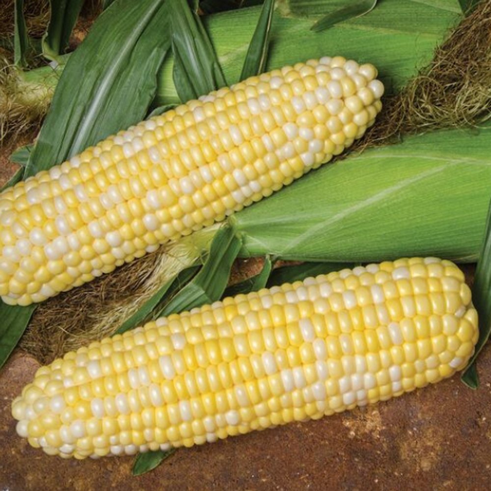Douple Sweet Corn